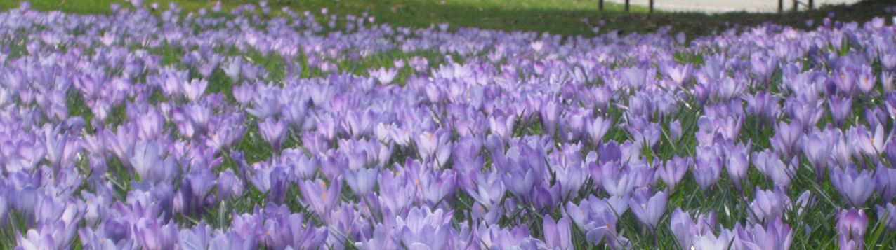 Krokusblüte im Schwarzwald